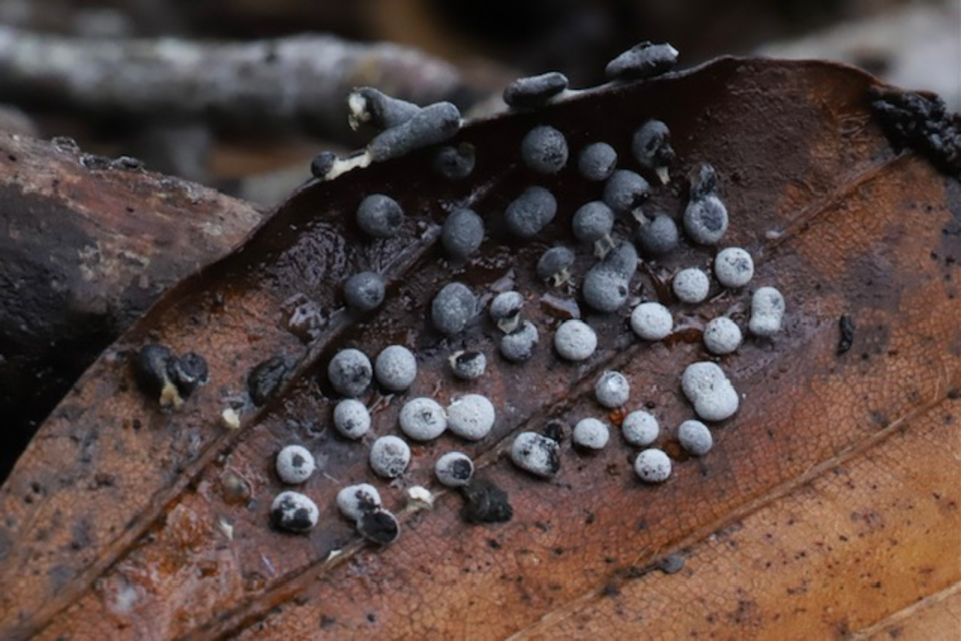 Photo © Phil Townsend Didymium squamulosum by Phil Townsend